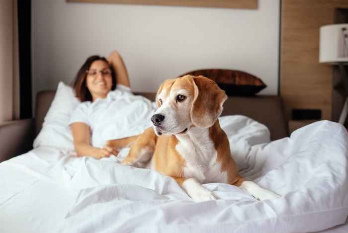 Ønsker du å reise med hunde din på hotell?