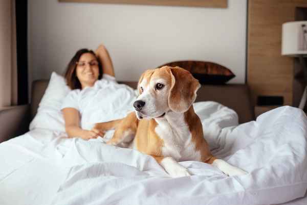 Ønsker du å reise med hunde din på hotell?