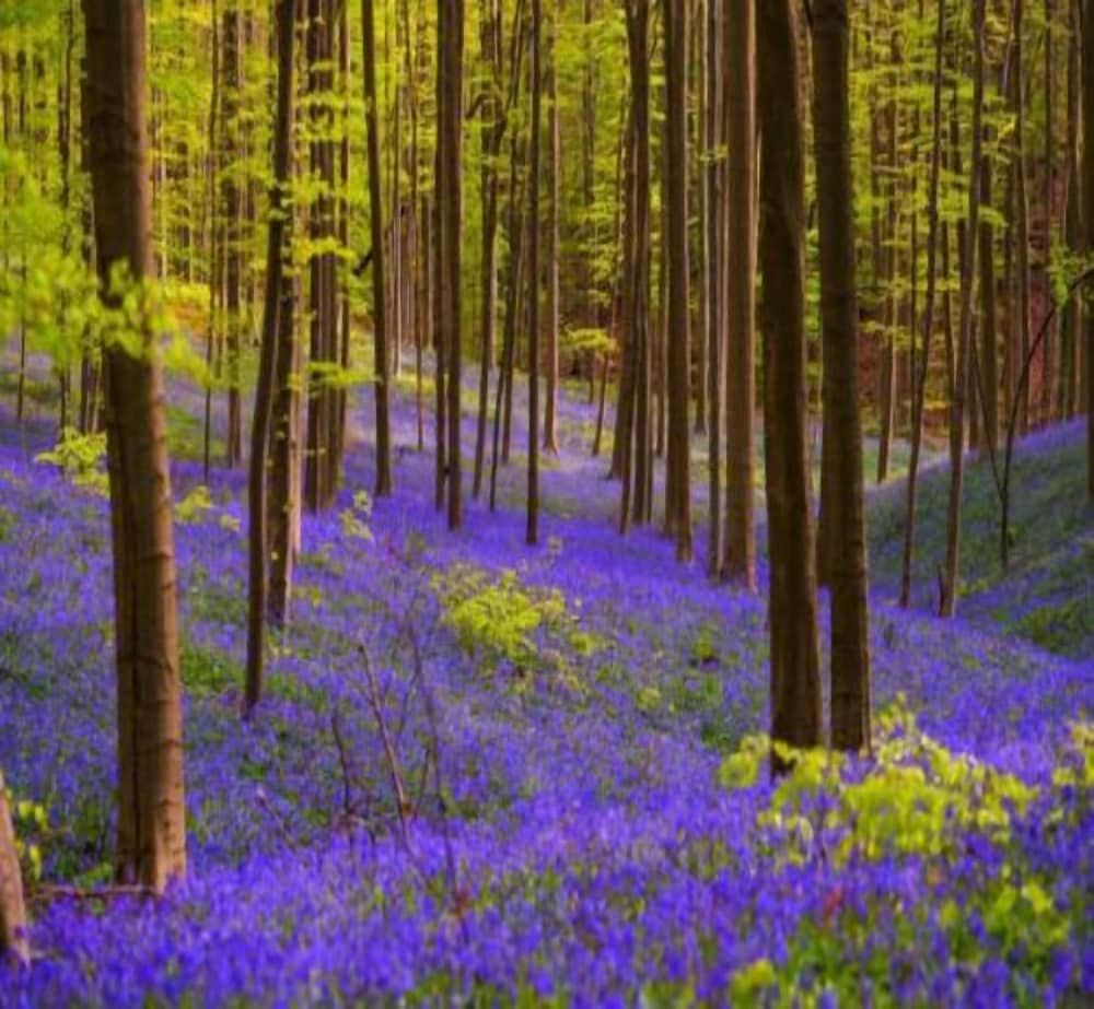 Generell