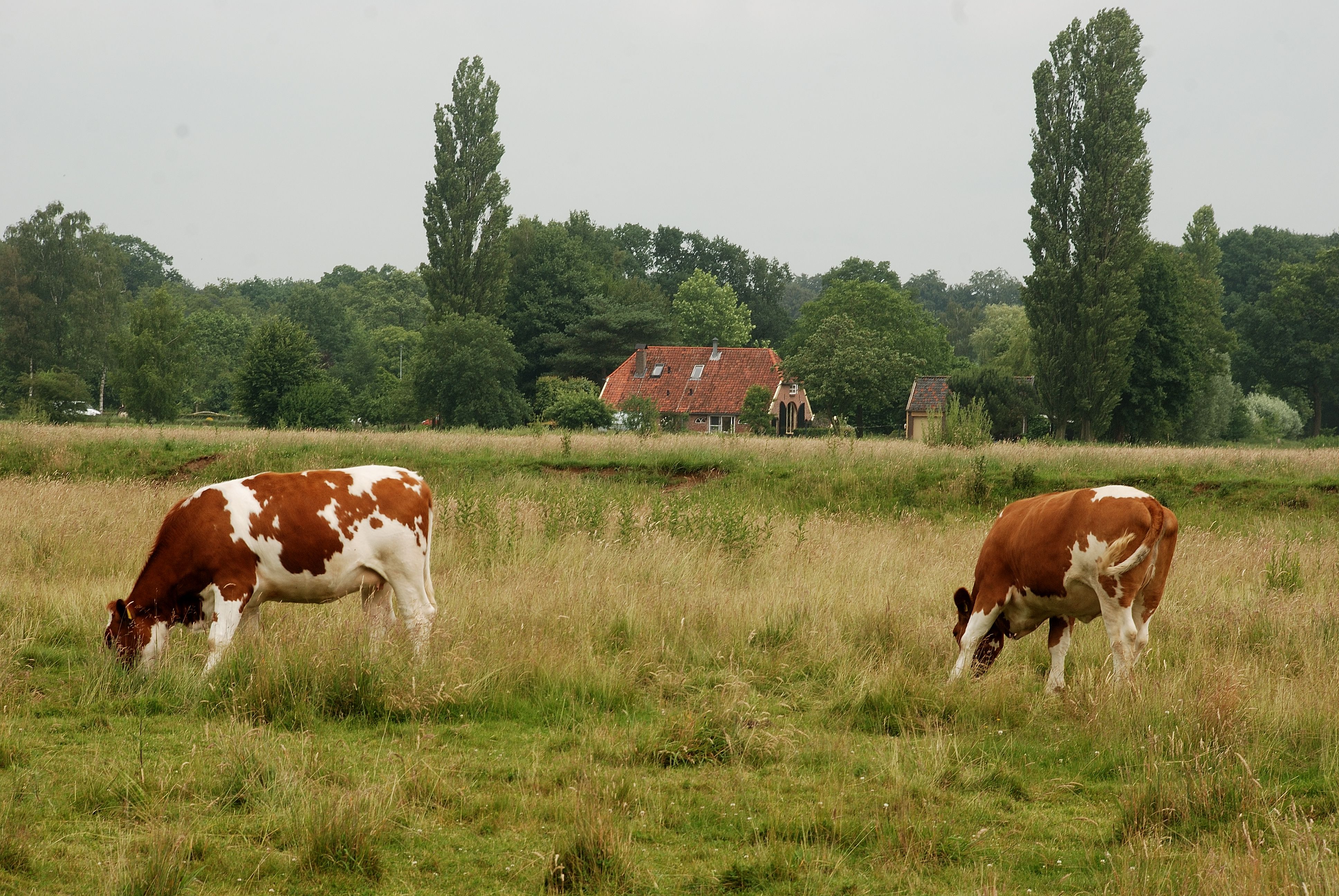 Omgivelser