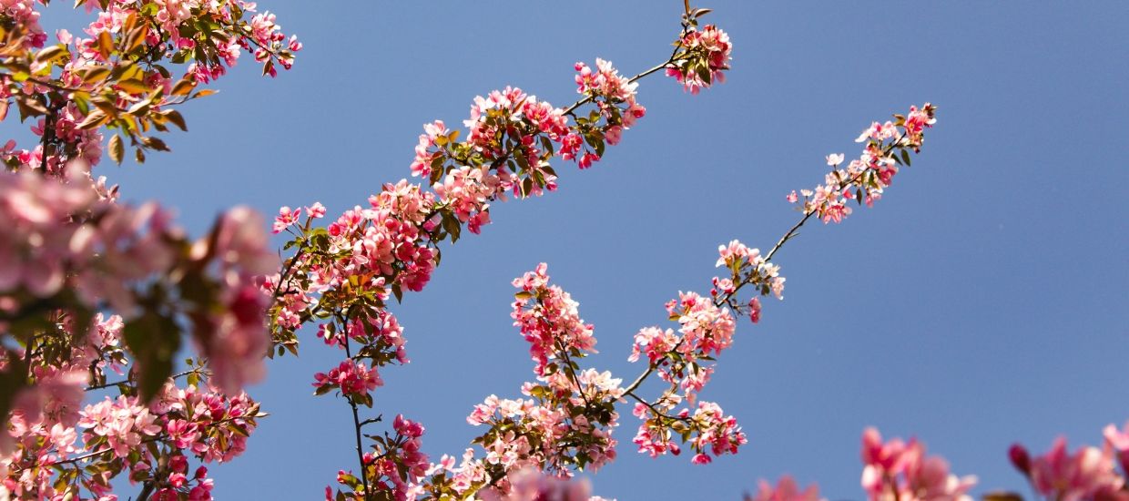 bilde på Spring Sale