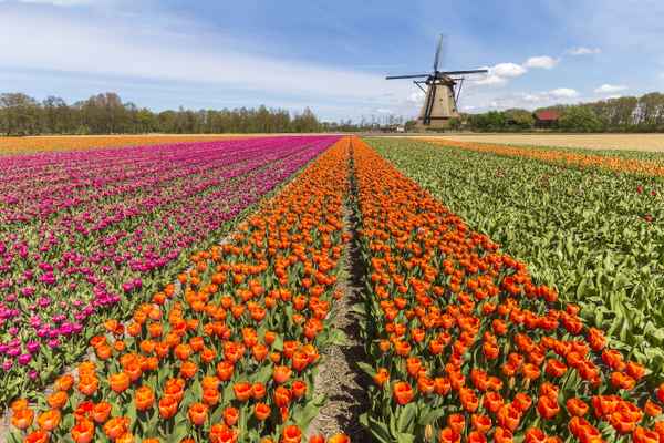 Møt våren i Nederland 2025