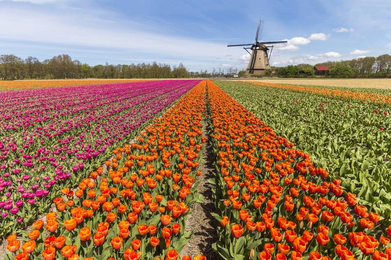 Møt våren i Nederland 2025