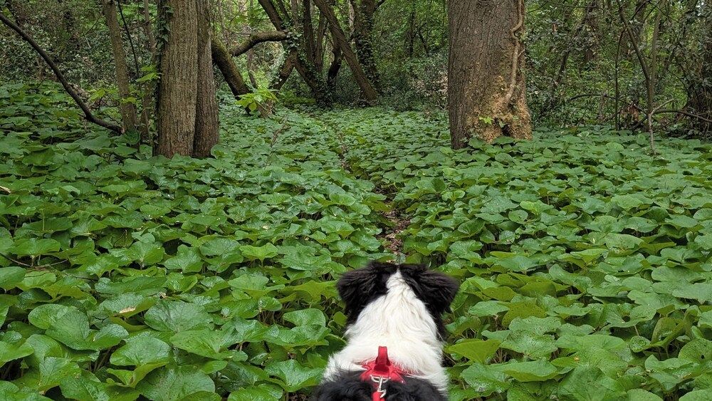 Generell